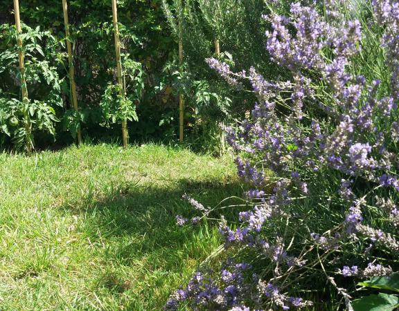 CHAMBRE SUR COUR - Chambre chez l'habitant Nantes